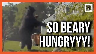 400-Pound Bear Turns Birdfeeder Into Buffet