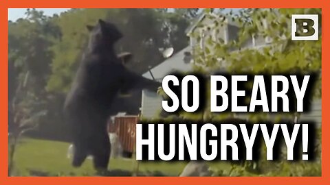 400-Pound Bear Turns Birdfeeder Into Buffet