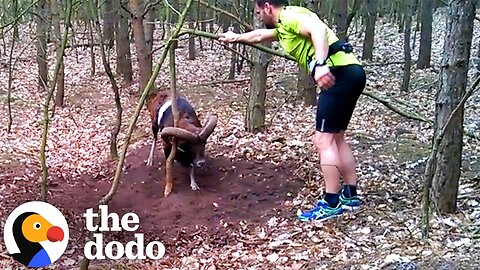 Ram With Horns Stuck To Tree Gets Rescued By Jogger | The Dodo