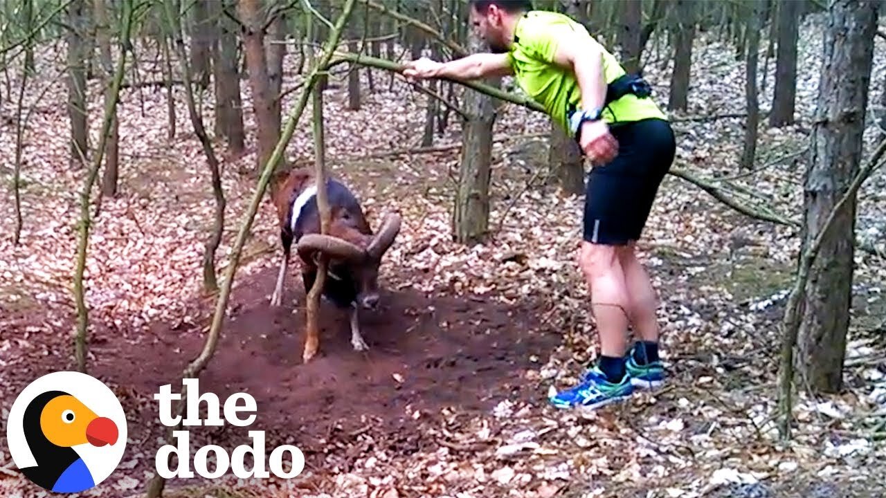 Ram With Horns Stuck To Tree Gets Rescued By Jogger | The Dodo