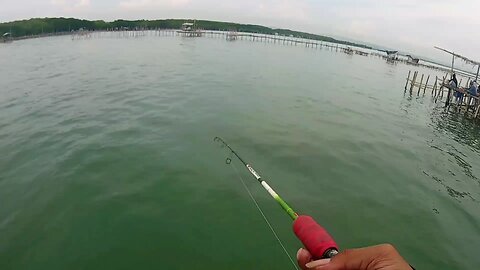 Barramundi Fishing Rumpon Panggung Rumpon Surani Irigasi Mangkang Semarang Barat