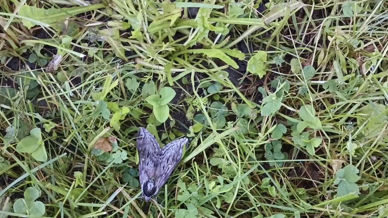 Sphinx Moth