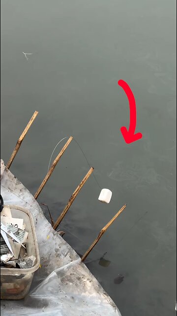 বোয়াল মাছ