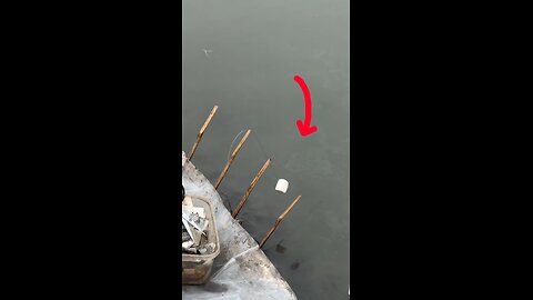 বোয়াল মাছ