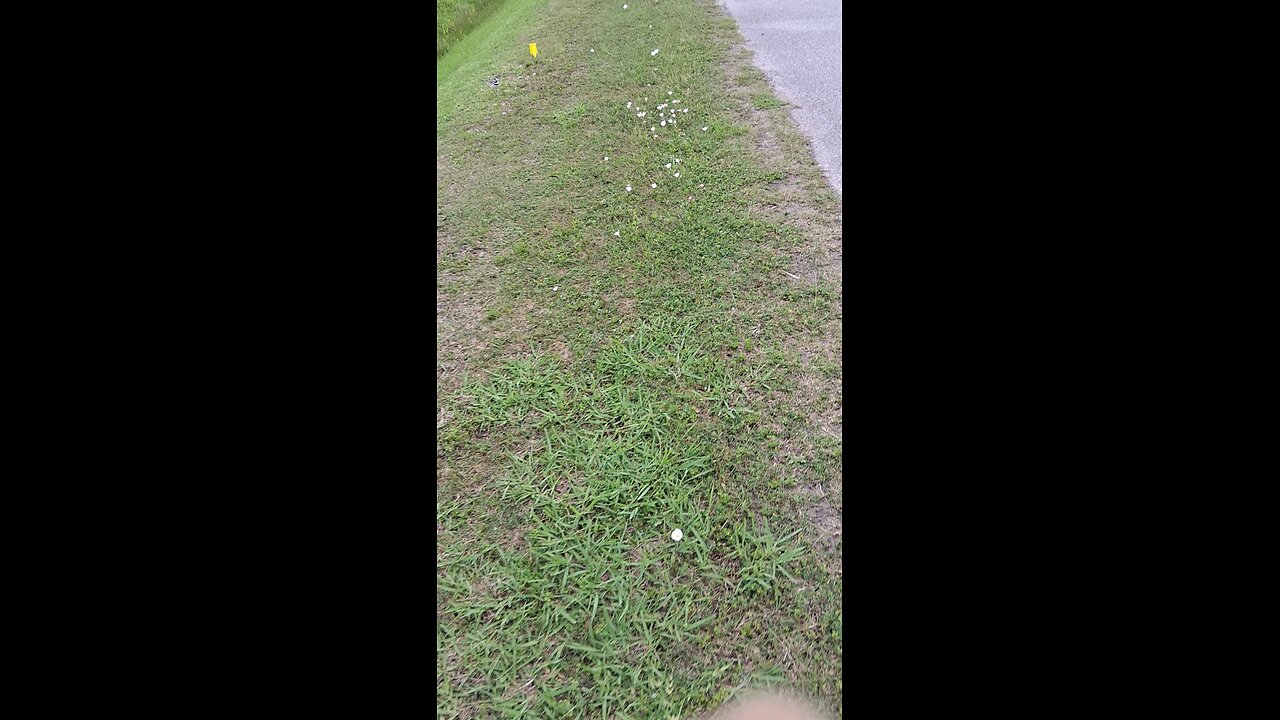 migrating birds