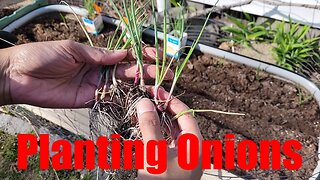 Onions are Finally in