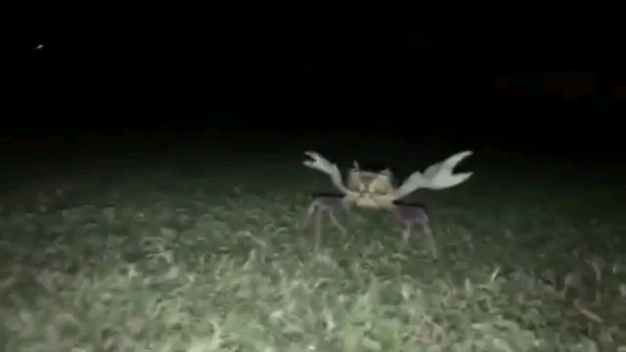 OH YEAH MR KRAB! AAAHHHHH! meme