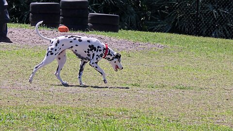 Luna Lonely At The Dog Park