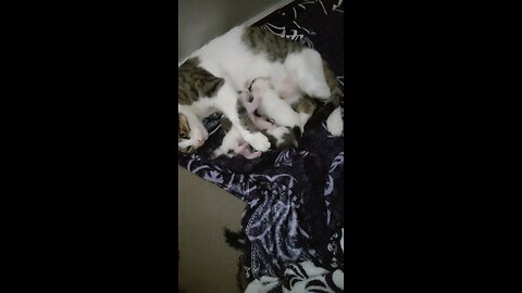 Gatta che allatta i suoi cuccioli