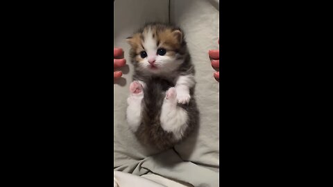 Lonely cat - video 1