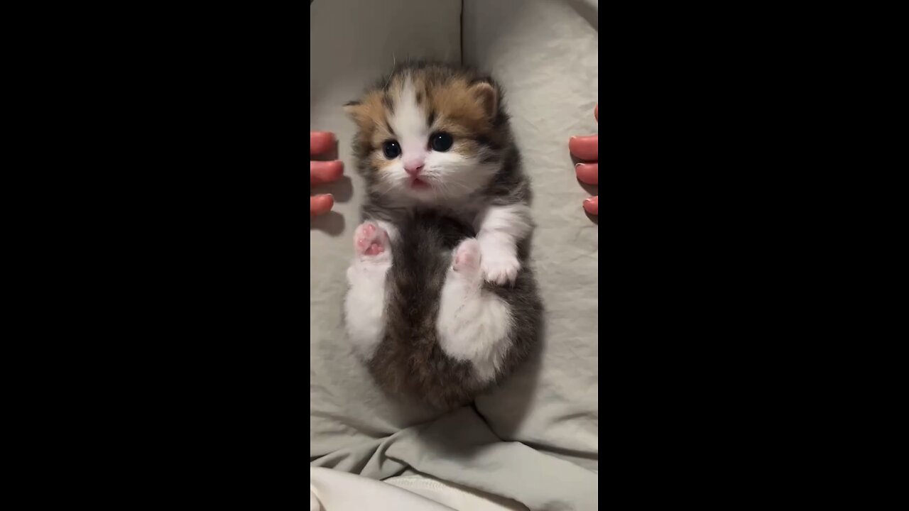 Lonely cat - video 1