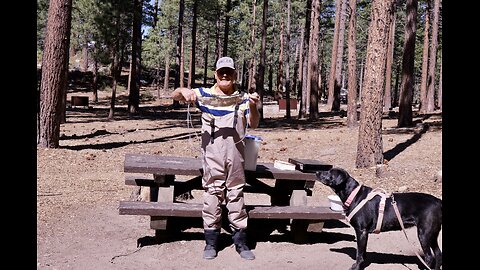Summer Trips 2025