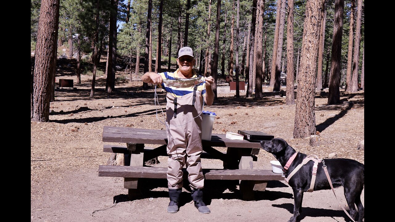 Summer Trips 2025