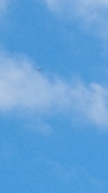 dracs spying on human Americans