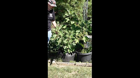 First year growing figs 2025 #gardeningwithbarchuckin #figs #shorts