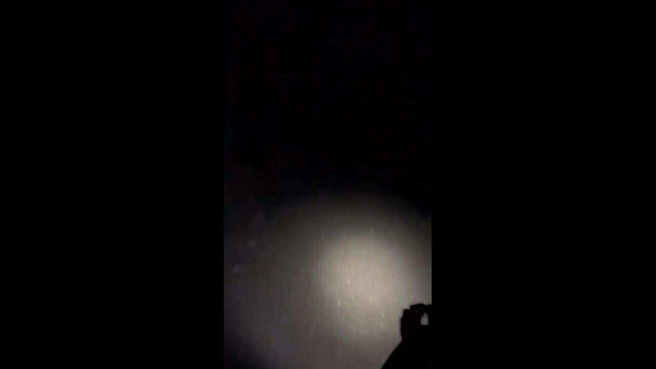 Australian kangaroos