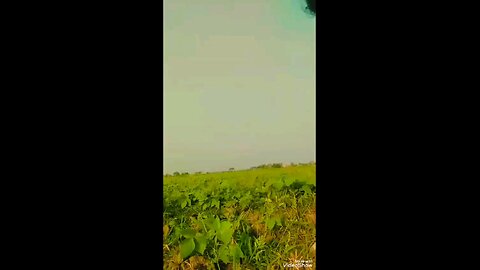 Bhaiya bhaiya please Hamari video ko like kar do😂