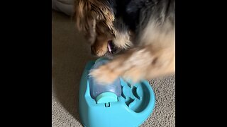 Beagle Shepherd vs Basset Hound: The Spin Game