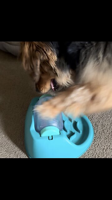 Beagle Shepherd vs Basset Hound: The Spin Game