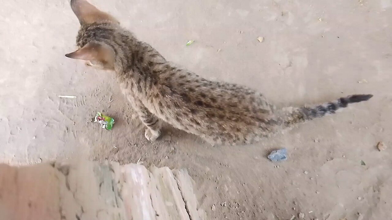 cats
