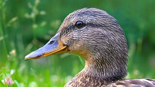 More Female Mallard Duck Hens Close-up Video Portraits