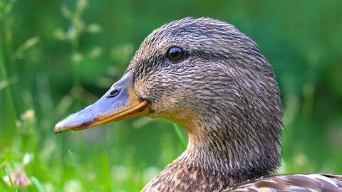 More Female Mallard Duck Hens Close-up Video Portraits