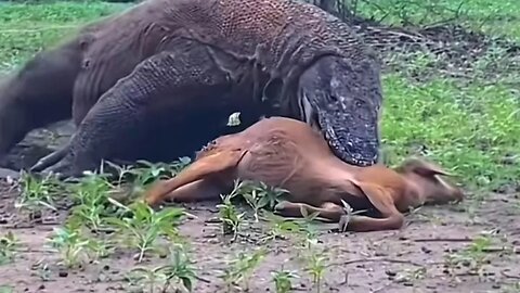 Komodo dragon grabs a goat and swallows it whole before choking