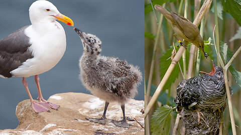 Animal Form and Function: Animal Behavior