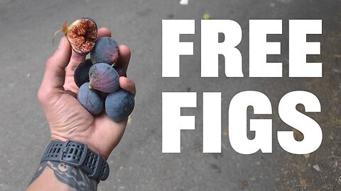 It Starts and Ends With Figs