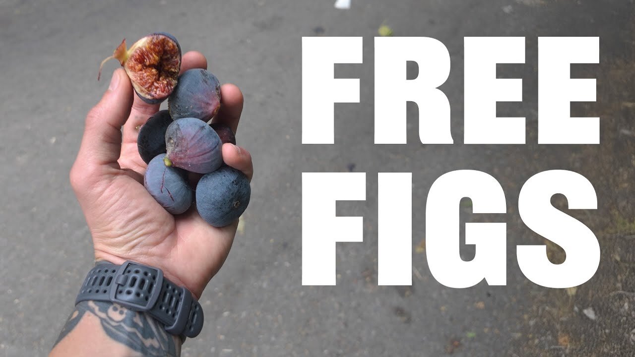 It Starts and Ends With Figs