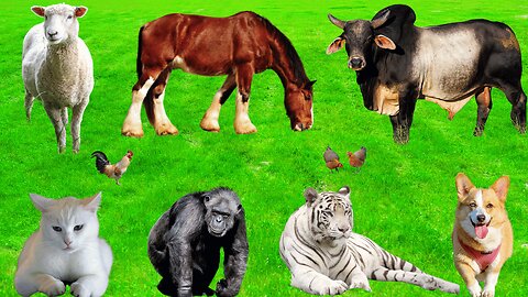 Animal Collection - Cow, Buffalo, Horse, Elephant, Dog, Cat, Sheep, Tiger, Chicken - Animal Sounds