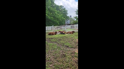 Shorthorn Plus calves 2025.