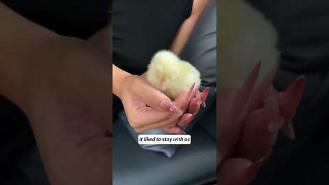 Guy found a hatched chicken in his balls and gave him a house