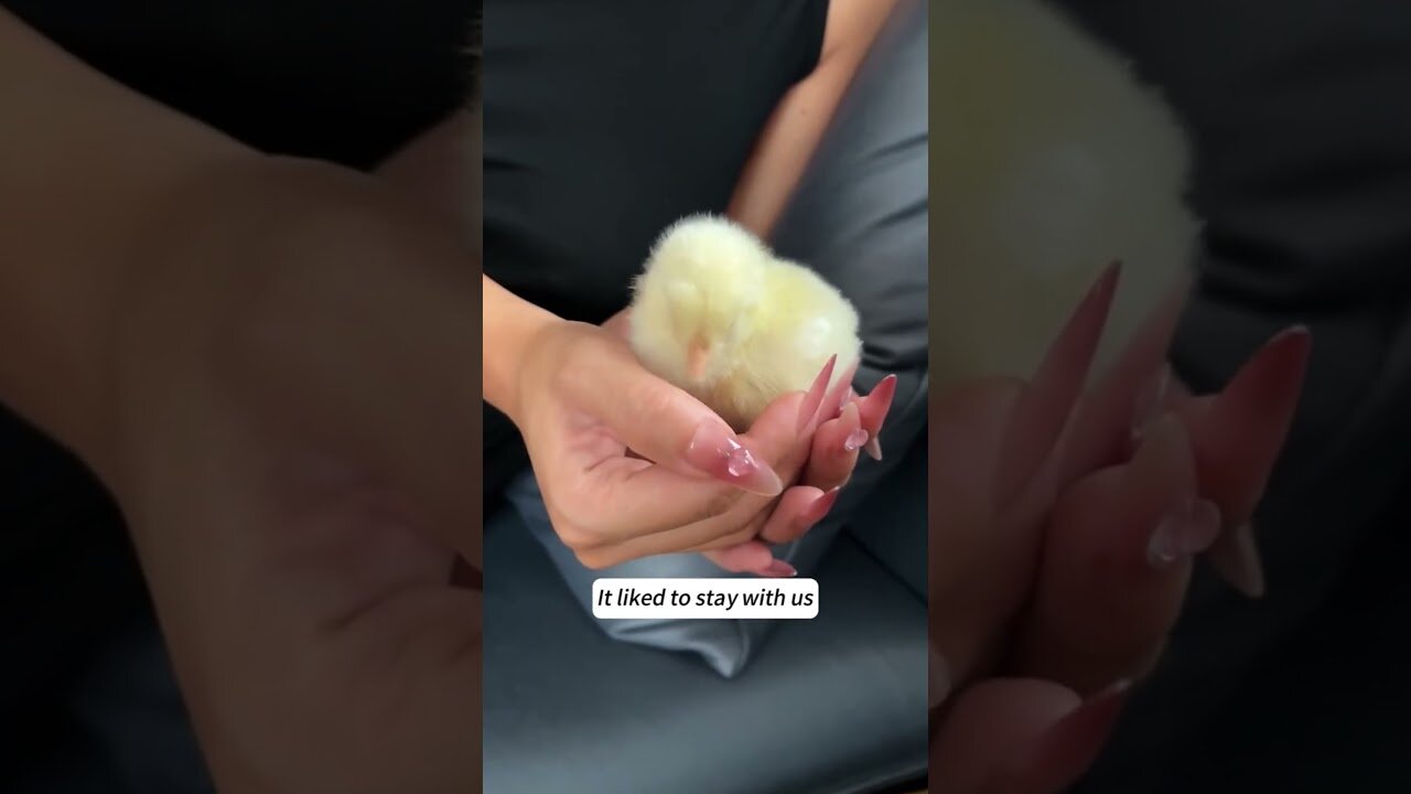 Guy found a hatched chicken in his balls and gave him a house