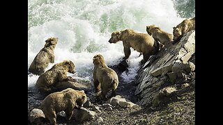 Nature Live Cam: Bears fishing in Brooks Falls, Alaska