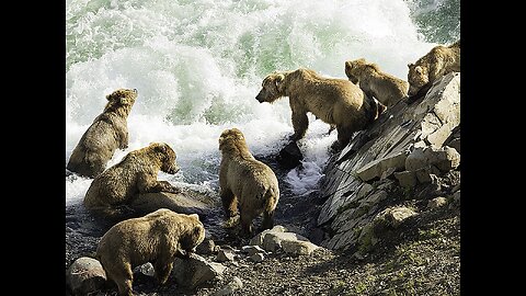 Nature Live Cam: Bears fishing in Brooks Falls, Alaska