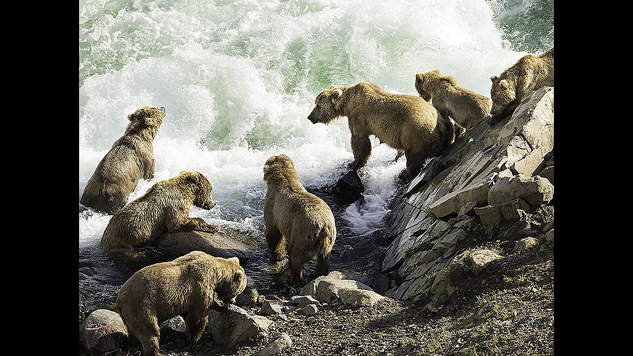Nature Live Cam: Bears fishing in Brooks Falls, Alaska