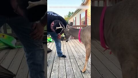 People saved the deer after heavy rain and became his family