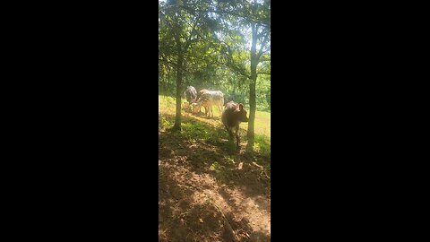 Shorthorn Plus heifers 2025.