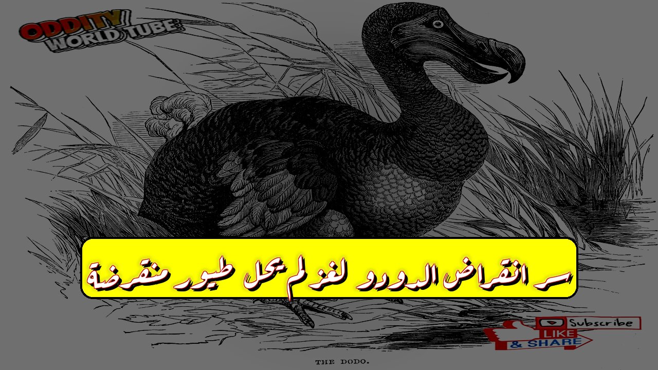 سر انقراض الدودو ❓ لغز لم يحلّ! طيور منقرضة #الدودو #حيوانات_منقرضة #تاريخ