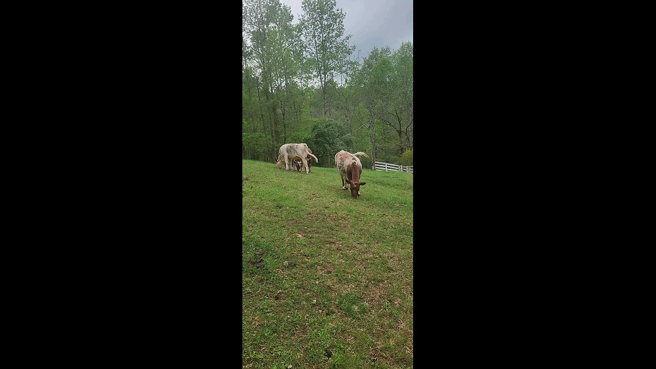 Shorthorn Plus heifers 2025.