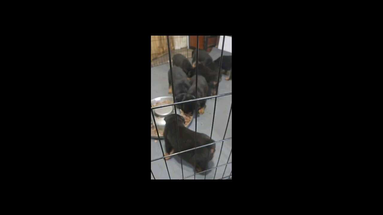 Doneyuno Rotties