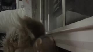 😍🤯 You Won't Believe How Obsessed People Are with Nibs the Squirrel! | FunFM