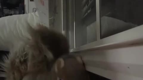 😍🤯 You Won't Believe How Obsessed People Are with Nibs the Squirrel! | FunFM
			