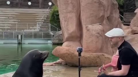 Sea Lion Concert