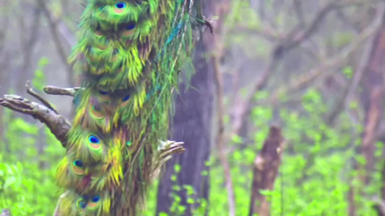 Beautiful Peacock