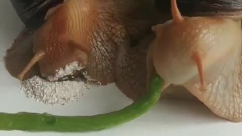 I forgot that snails had mouths 💀💀