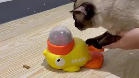 Funny Animal video🤣