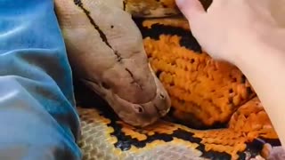 Fat Fren