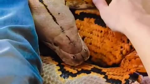 Fat Fren